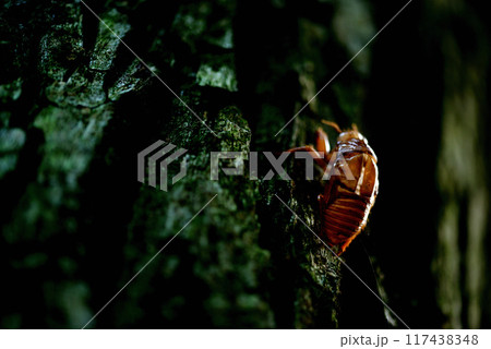 セミの脱け殻 代々木公園真夏の風景 117438348