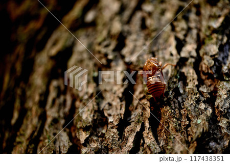 セミの脱け殻 代々木公園真夏の風景 117438351