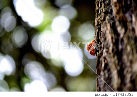 セミの脱け殻 代々木公園真夏の風景 117438353