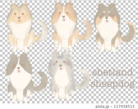 おすわりするシェットランドシープドッグ　セット 117438513
