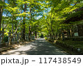 8月の盆の午後の寺に向かう静かな参道 117438549