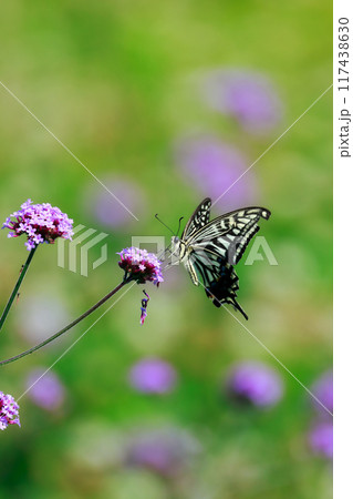 バーベナにとまる蝶 あわじ花さじき バーベナにとまる蝶 あわじ花さじき 117438630