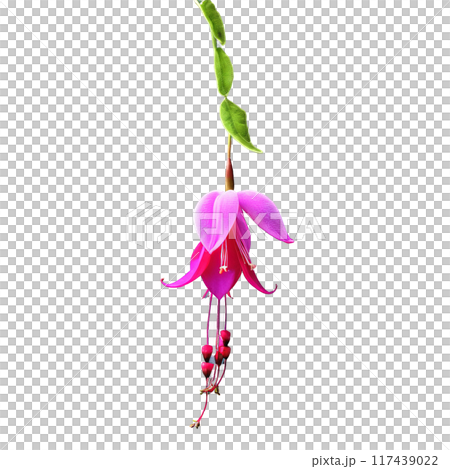 Fuchsia Fuchsia spp with pendulous exotic flowers in shades of pink purple or red dangling 117439022