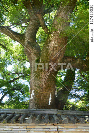 楠の神木(石清水八幡宮/京都府八幡市八幡高坊30) 楠の神木(石清水八幡宮/京都府八幡市八幡高坊30) 117439039