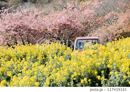 《南知多町》観光農園花ひろばの菜の花畑と河津桜とピンクの軽トラック 117439181
