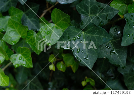 雨に濡れたアイビーの葉 雨に濡れたアイビーの葉 117439198