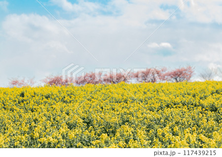 《南知多町》観光農園花ひろばの菜の花畑と河津桜 《南知多町》観光農園花ひろばの菜の花畑と河津桜 117439215