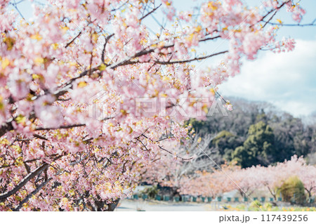 《南知多町》観光農園花ひろばの河津桜 117439256