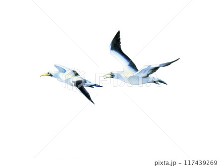 飛翔するカツオドリ、手描き、色鉛筆画 117439269