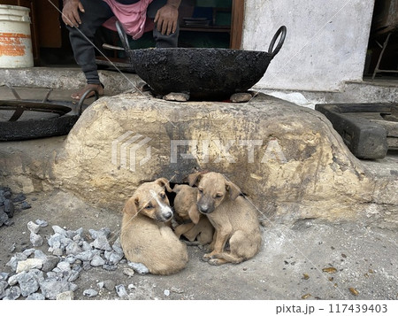 寒い日のぬくもり　It's so cold 117439403