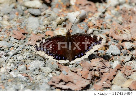 金色の縁とチョコレート色の羽が美しい、真夏の山で見られるチョウ、キベリタテハ 金色の縁とチョコレート色の羽が美しい、真夏の山で見られるチョウ、キベリタテハ 117439494