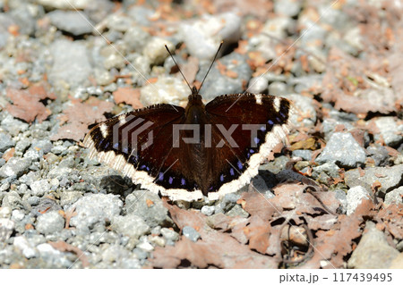 金色の縁とチョコレート色の羽が美しい、真夏の山で見られるチョウ、キベリタテハ 117439495