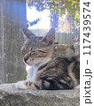 遺跡の上で眠る猫 117439574
