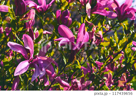 Nice purplish pink magnolia flowers in spring forest park garden Nice purplish pink magnolia flowers in spring forest park garden 117439656