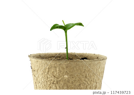 Seedling sprouting from biodegradable pot placed on white Seedling sprouting from biodegradable pot placed on white 117439723