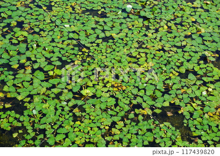池一面に繁茂した菱 117439820