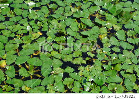 池一面に繁茂した菱 池一面に繁茂した菱 117439823