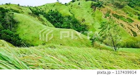 beautiful view of green mountains with reeds 117439914
