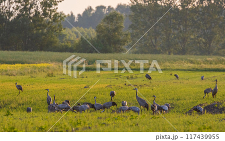 Group of adult Cranes(Grus grus) in springtime sunset  117439955