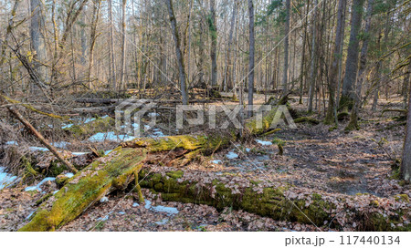 Partle declined broken oak tress in spring from above 117440134