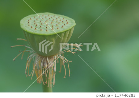 蓮の花托 117440283