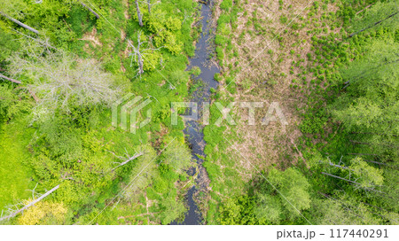 Aerial view of forest Lesna River with dead tree along 117440291