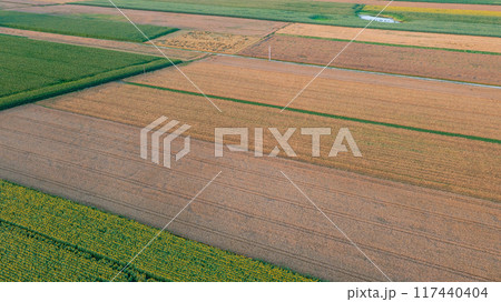 Sunflower and Corn fields diagonal view with lonely farm buildings Sunflower and Corn fields diagonal view with lonely farm buildings 117440404