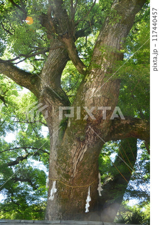 楠の神木（石清水八幡宮／京都府八幡市八幡高坊30） 117440457
