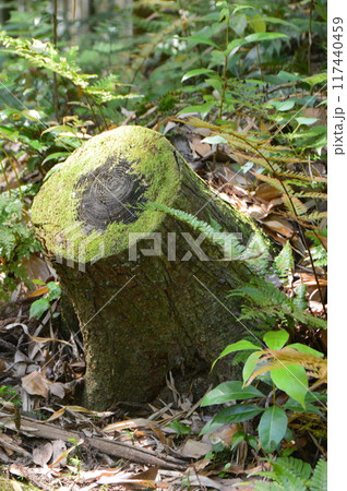 苔むした切り株（石清水八幡宮･男山 参道／京都府八幡市八幡高坊30） 117440459