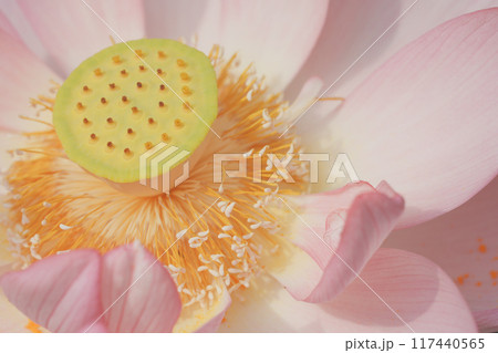 ハスの花 117440565