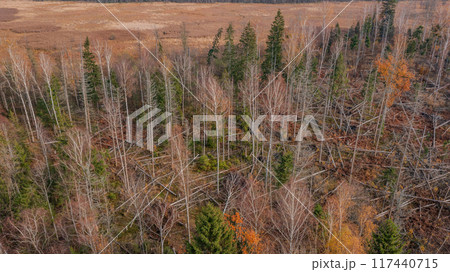 Polish part of Bialowieza Forest to south from Hajnowka  117440715