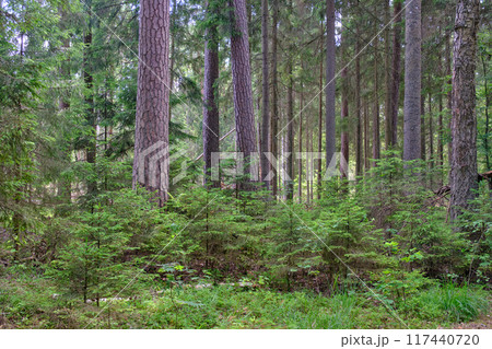 Old coniferous stand in summertime morning with pine and spruce trees Old coniferous stand in summertime morning with pine and spruce trees 117440720