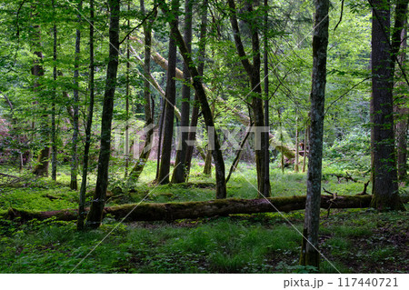 Springtime deciduous primeval stand with old trees Springtime deciduous primeval stand with old trees 117440721