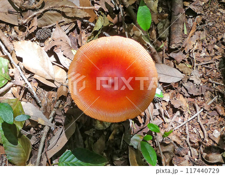 傘が鮮やかな赤い色をしたタマゴタケの成菌の写真 傘が鮮やかな赤い色をしたタマゴタケの成菌の写真 117440729