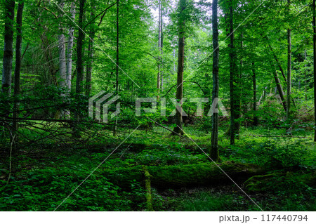 Springtime deciduous primeval stand with old trees Springtime deciduous primeval stand with old trees 117440794