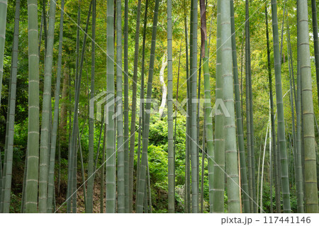 里山公園の竹林 里山公園の竹林 117441146
