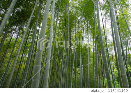 里山公園の竹林 里山公園の竹林 117441149