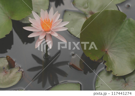 睡蓮の花 睡蓮の花 117441274