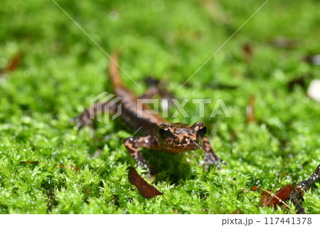 正面から見るバンダイハコネサンショウウオ 117441378