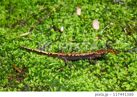 上から見るバンダイハコネサンショウウオ 117441380