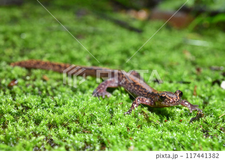 苔の上のバンダイハコネサンショウウオ 苔の上のバンダイハコネサンショウウオ 117441382
