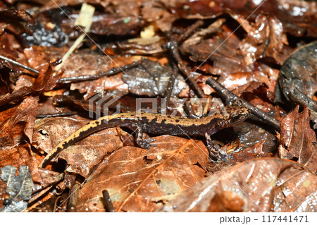 落ち葉の上のバンダイハコネサンショウウオ 117441471