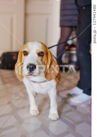 Cute beagle dog in the apartment. Cute beagle dog in the apartment. 117441480