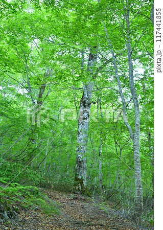 早朝のブナ林 田代湿原までのハイキングコース 奥利根水源の森 みなかみ町 早朝のブナ林 田代湿原までのハイキングコース 奥利根水源の森 みなかみ町 117441855