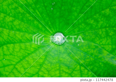【ロータス効果】蓮の葉の水滴【エコイメージ】 117442478