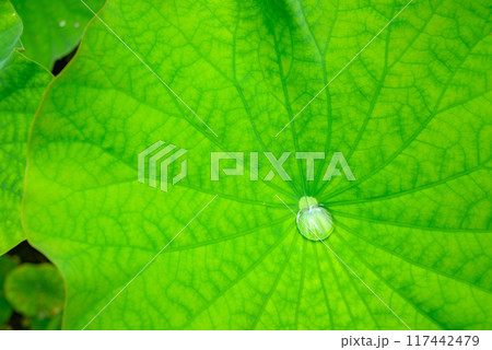【ロータス効果】蓮の葉の水滴【エコイメージ】 117442479