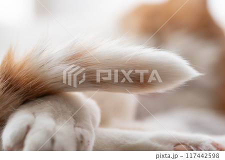可愛い猫のしっぽ 茶トラ白 可愛い猫のしっぽ 茶トラ白 117442598