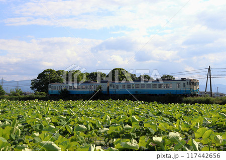 初夏のハス畑を行く鳴門線キハ47 117442656