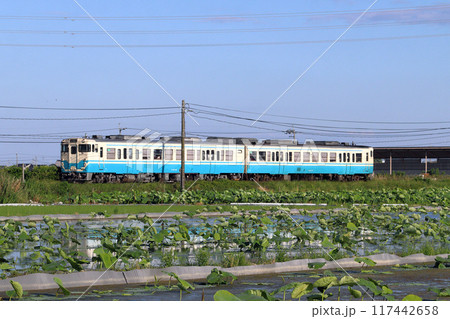 初夏のハス畑を行く鳴門線キハ47 117442658