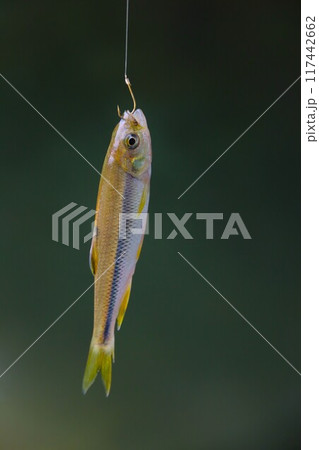 川遊びの人気スポットときがわ町の都幾川で釣れた小魚 117442662